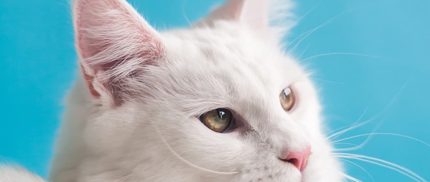 Best Gifts for Holidays Best Gifts for Holidays