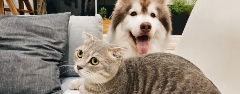 Our Video Presentation