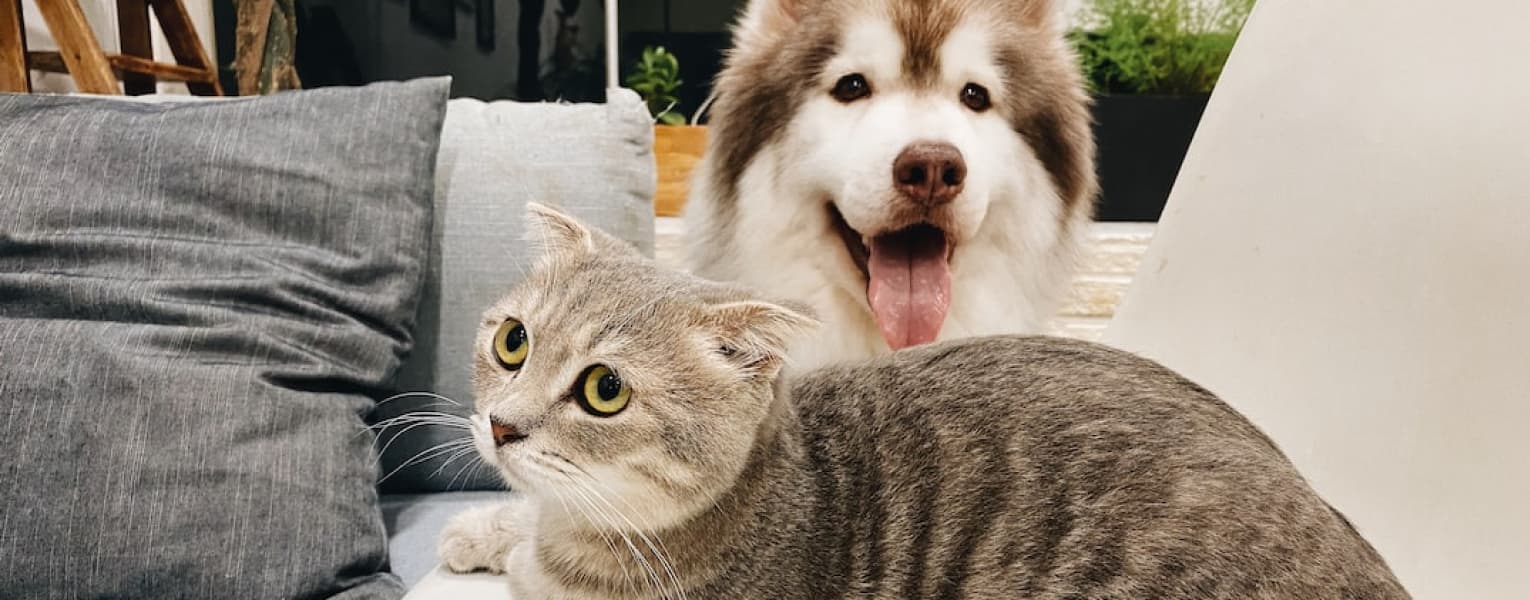 Our Video Presentation