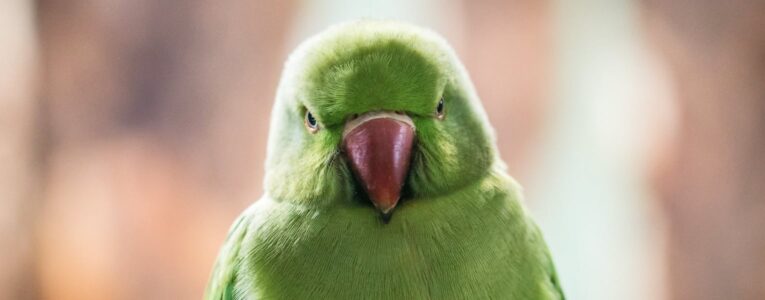 We Sell New Birds from South Africa